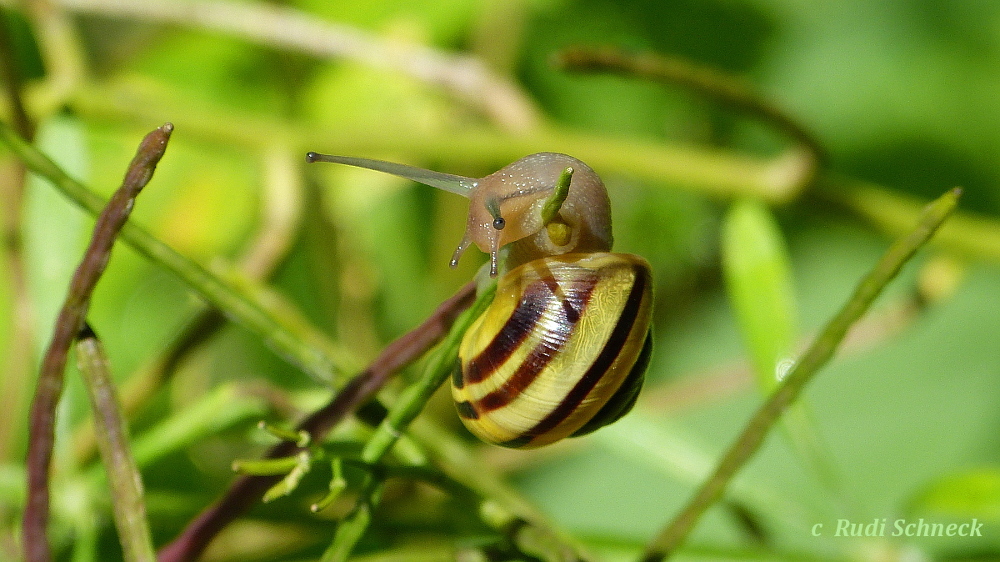 Bänderschnecke (Schönbuch August 2019)