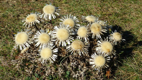 Silberdistel