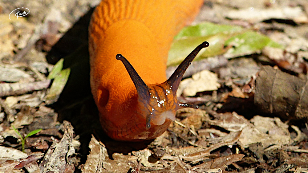 Spanische Wegschnecke auch Kapuzinerschnecke genannt. Sie kommt nicht aus Spanien, sondern zählt zu unseren Ureinwohnern (Schönbuch Juni 2020)