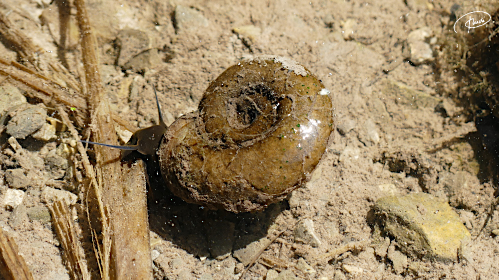 Teich-Posthornschnecke (Schönbuch August 2022)