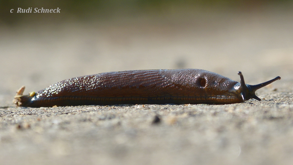 Braune Wegschnecke (Schönbuch Mai 2014)