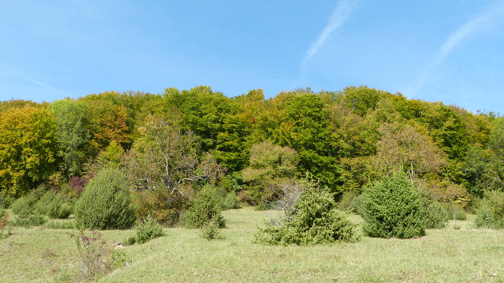 Durch den herbstlichen Wald geht es zurück zur Nebelhöhle.