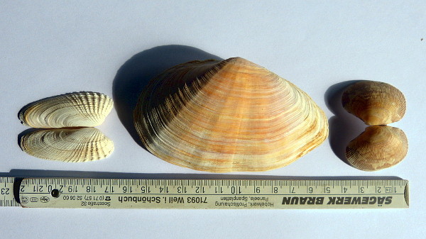 von links nach rechts:  amerik. Bohrmuschel, Sandklaffmuschel, Herzmuschel