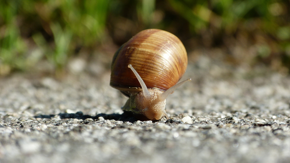 Weinbergschnecke (Schönbuch August 2019)
