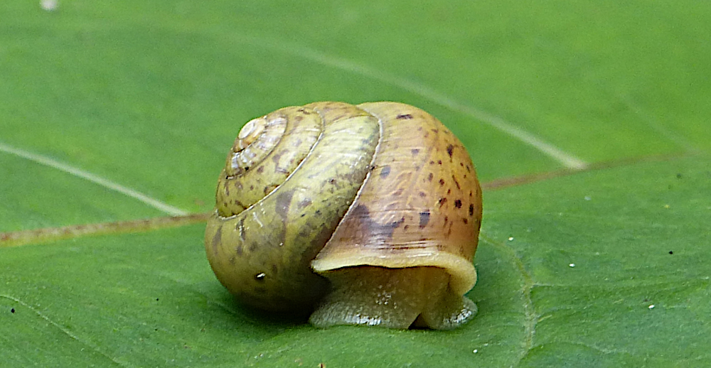 Baumschnecke (Schönbuch 2020)