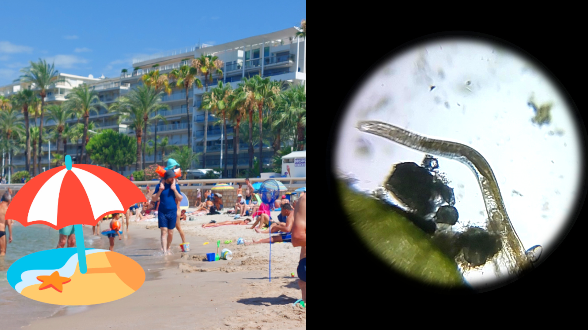 Mikroskopieren am Strand