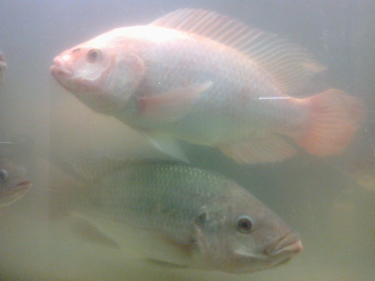 Fischzucht Webseite!