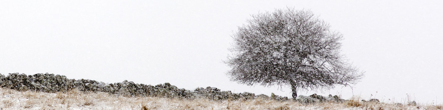 Le muret et l'arbre, Aubrac