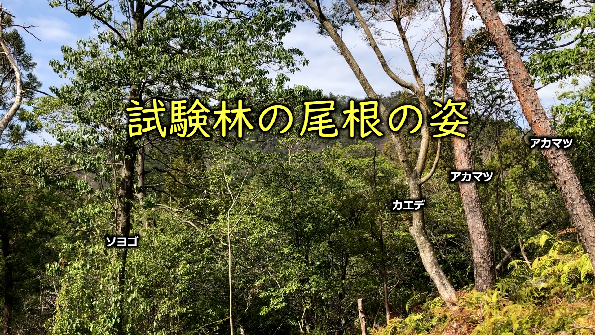 試験林を少し登ったところの綺麗どころ
