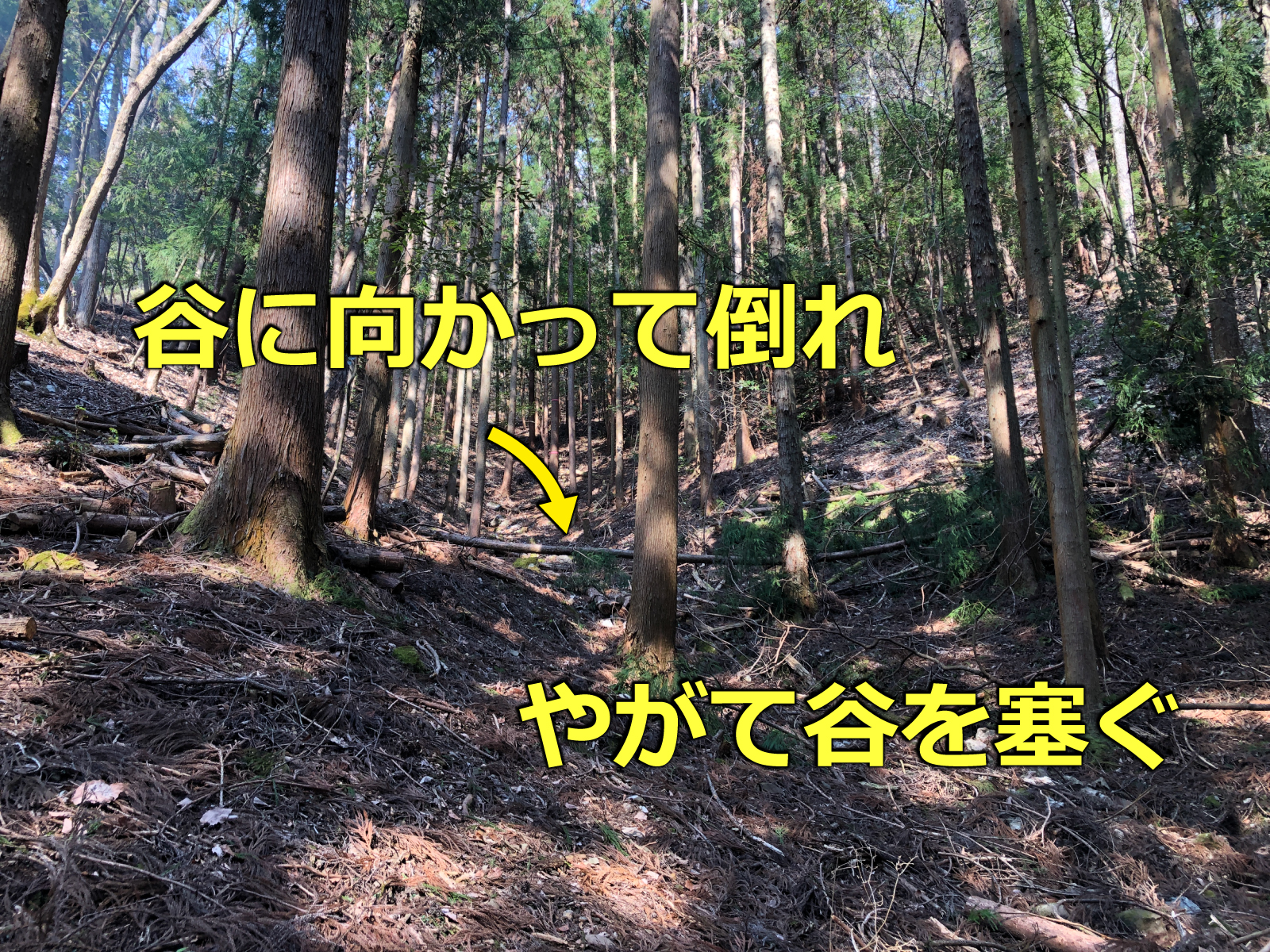 倒木は谷に向かって倒れ、谷を塞ぐ