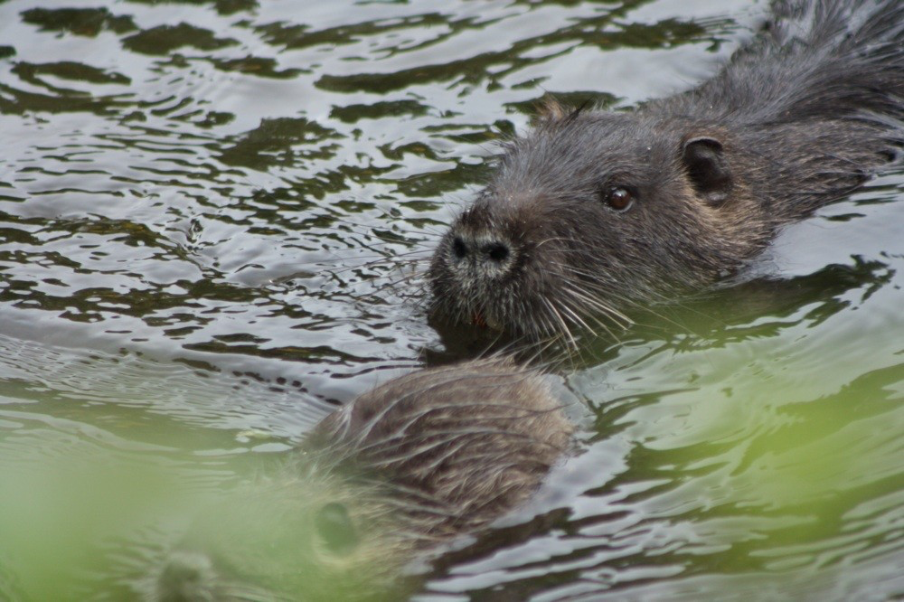 Nutria Mutter mit ihrem Nachwuchs