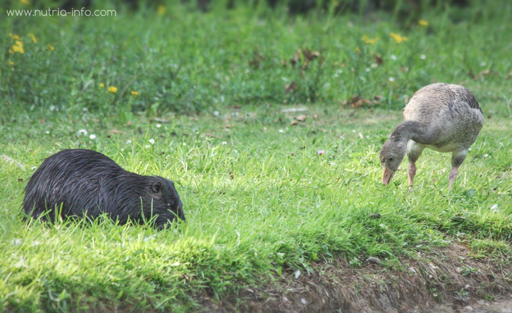 Nutria grast am Uferrand auf einer Wiese gemeinsam und friedlich in den Abstunden zusammen mit einer jungen Gans