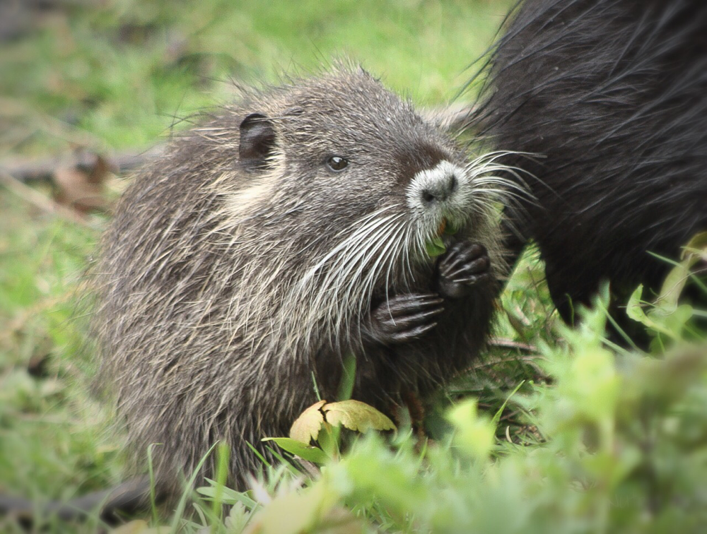 Nutria 