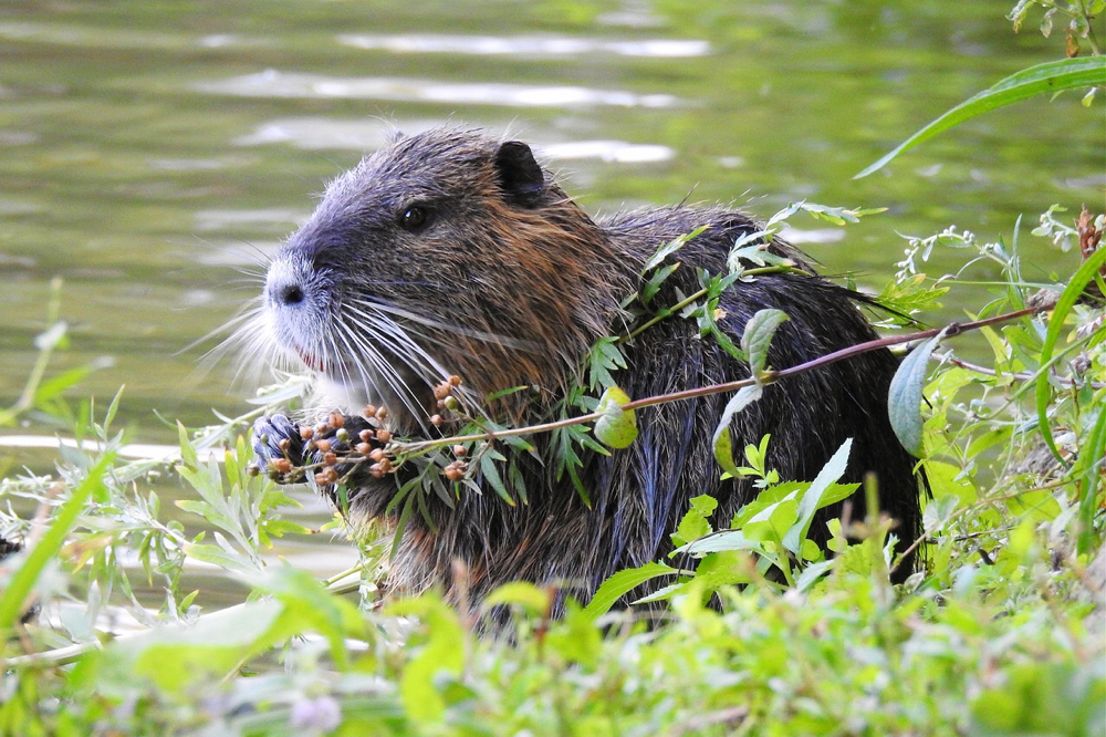 Nutria / foto pixabay/ knipskaline