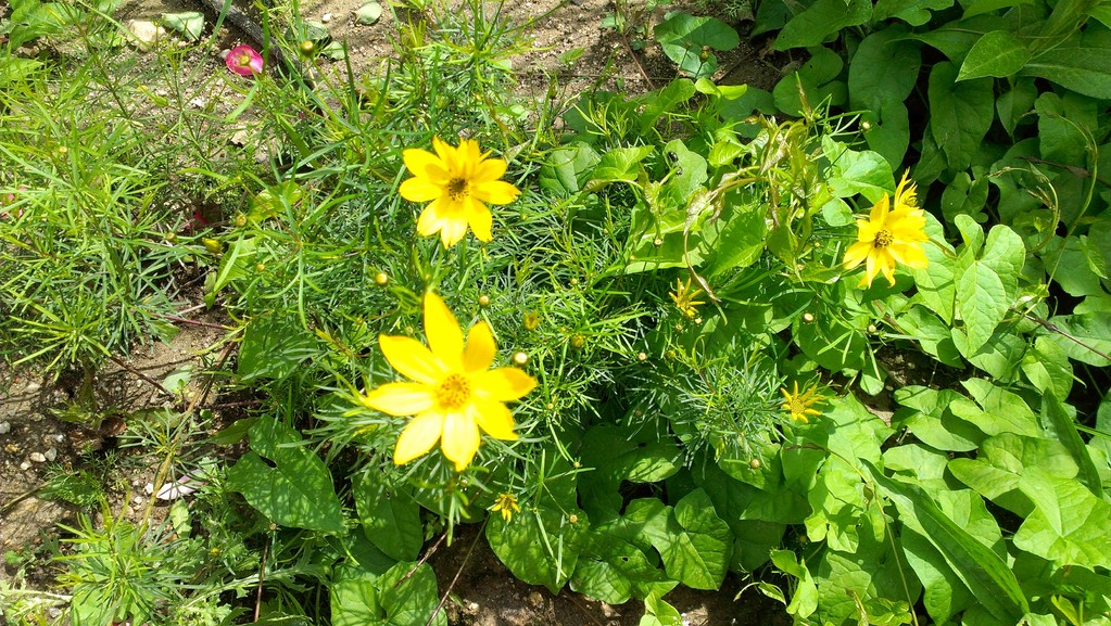 Blüten wie kleine Sterne...