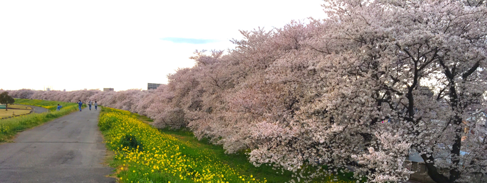 熊谷の桜