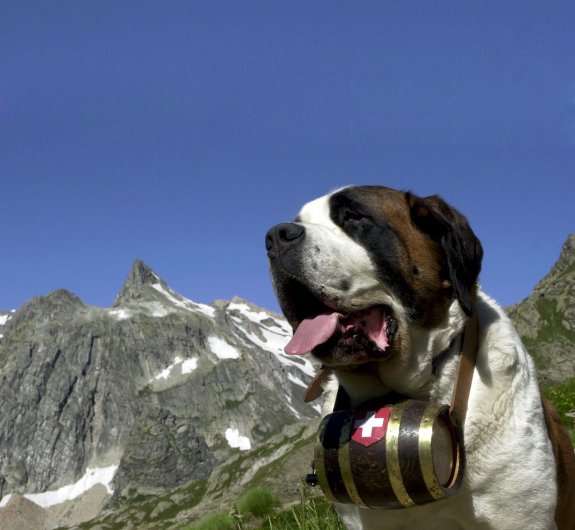 St bernard whisky on sale