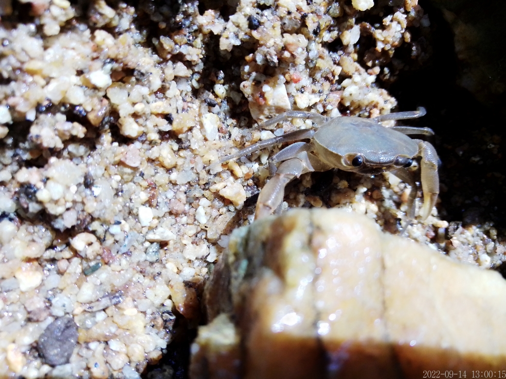 Cangrejo en un riachuelo