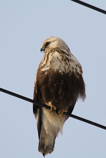 ケアシノスリ Birdland秋田 秋田の野鳥