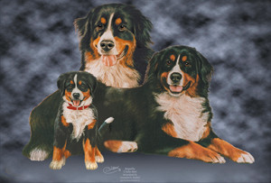 Berner Sennenhund