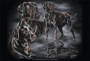 Labrador