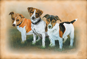 Jack Russel Terrier