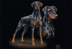 Dobermann