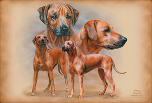 Rhodesian Ridgeback