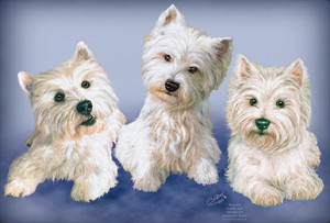 West Highland White Terrier