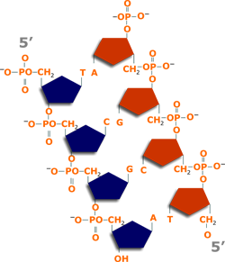 DNA o ADN estructura