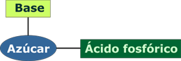 esquema ácidos nucleicos
