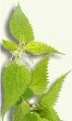 Ortiga planta medicinal