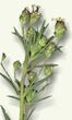 Zaragatona (plantago)