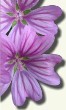 Planta medicinal - Malva