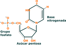 mononucleótido ácidos nucleicos