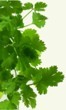 plantas medicinales cilantro