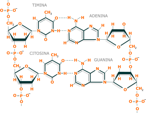 Estructura del  DNA o ADN