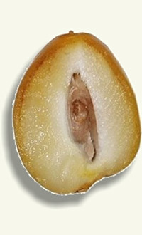 Fruto del dátil