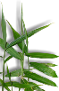 jengibre lista de plantas medicinales