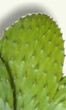 Nopal