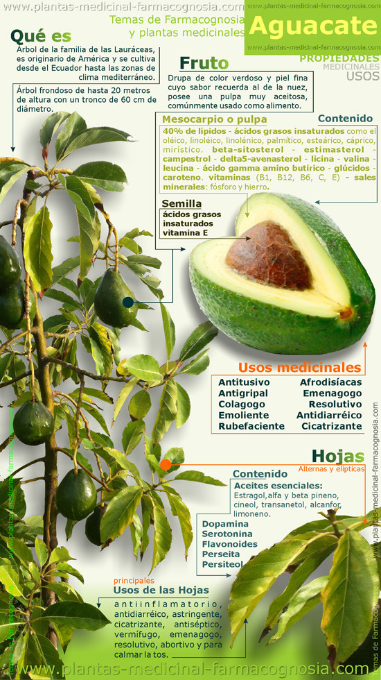 Propiedades y usos del Aguacate Farmacognosia. Plantas medicinales