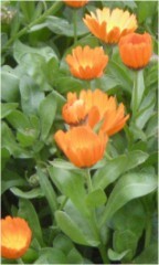 Calendula propiedades