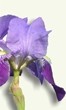 Iris (Lirio)