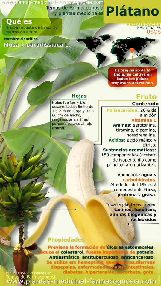 Propiedades del plátano. Infografia Farmacognosia. Plantas medicinales