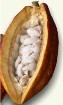 Cacao planta medicinal