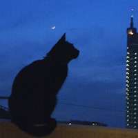 夜猫