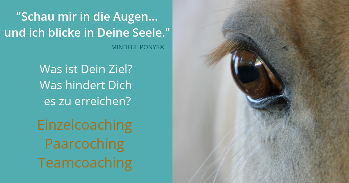 Warum pferdegestützes Coaching dir hilft erfolgreich zu werden!