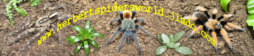 herbertspidersworlds Jimdo-Page!