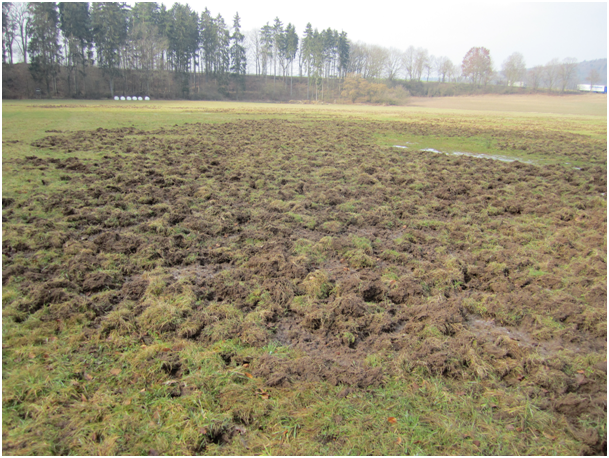 Solche Wildschäden können im Winter auch nach 4 Monaten noch eindeutig als Wildschäden indendifiziert werden.        Foto: Dr. 