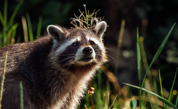 Besonders bei den Waschbären wurden 30 Prozent mehr Tiere erlegt als im Durchschnitt der vergangenen fünf Jahre. Quelle: Seifert/DJV